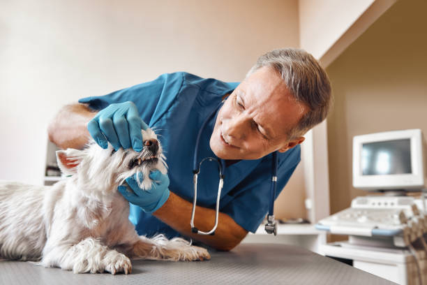 Best Emergency X-Rays and Diagnostics in Tuscumbia, AL